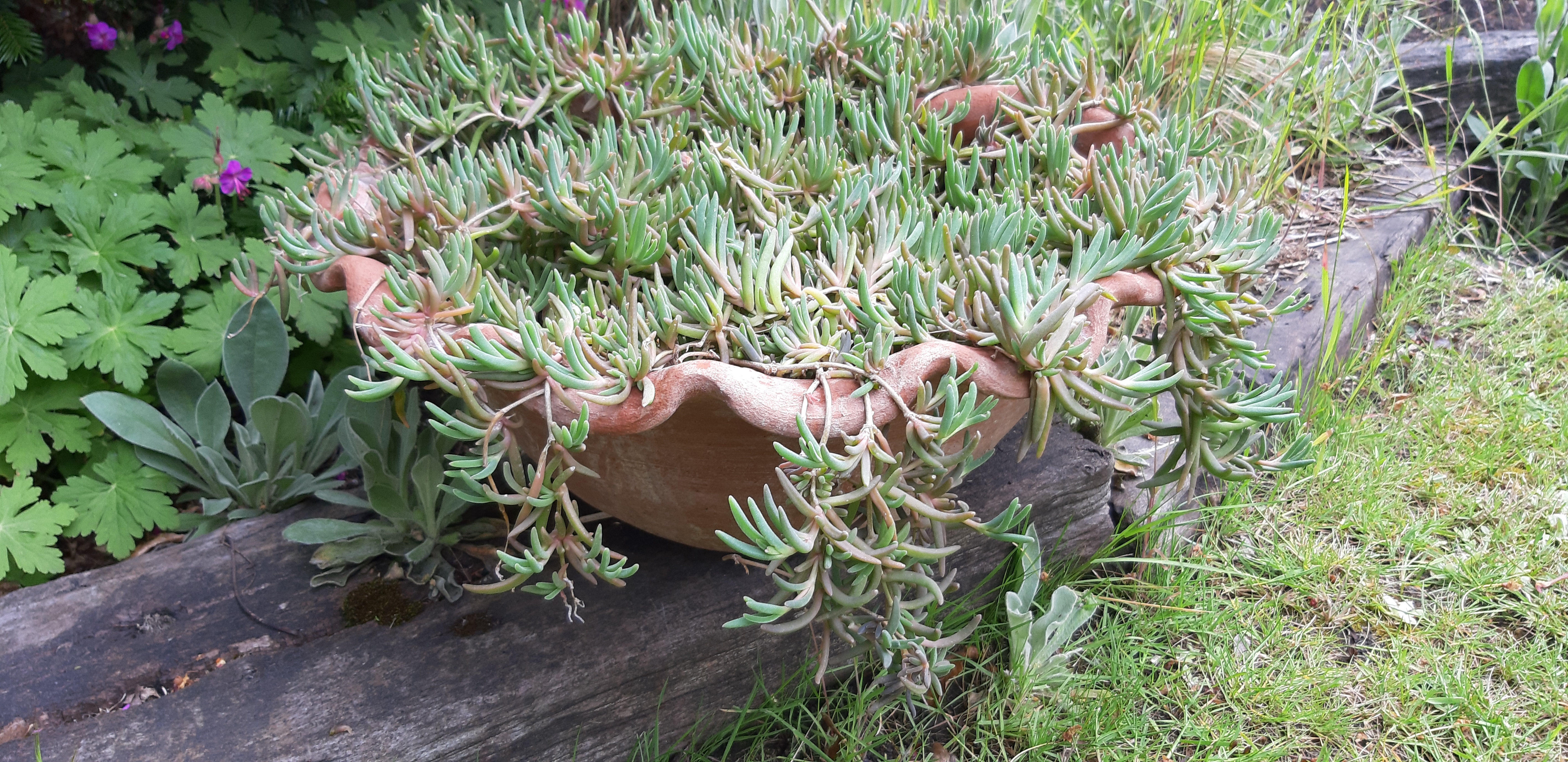 Terracotta pot 7